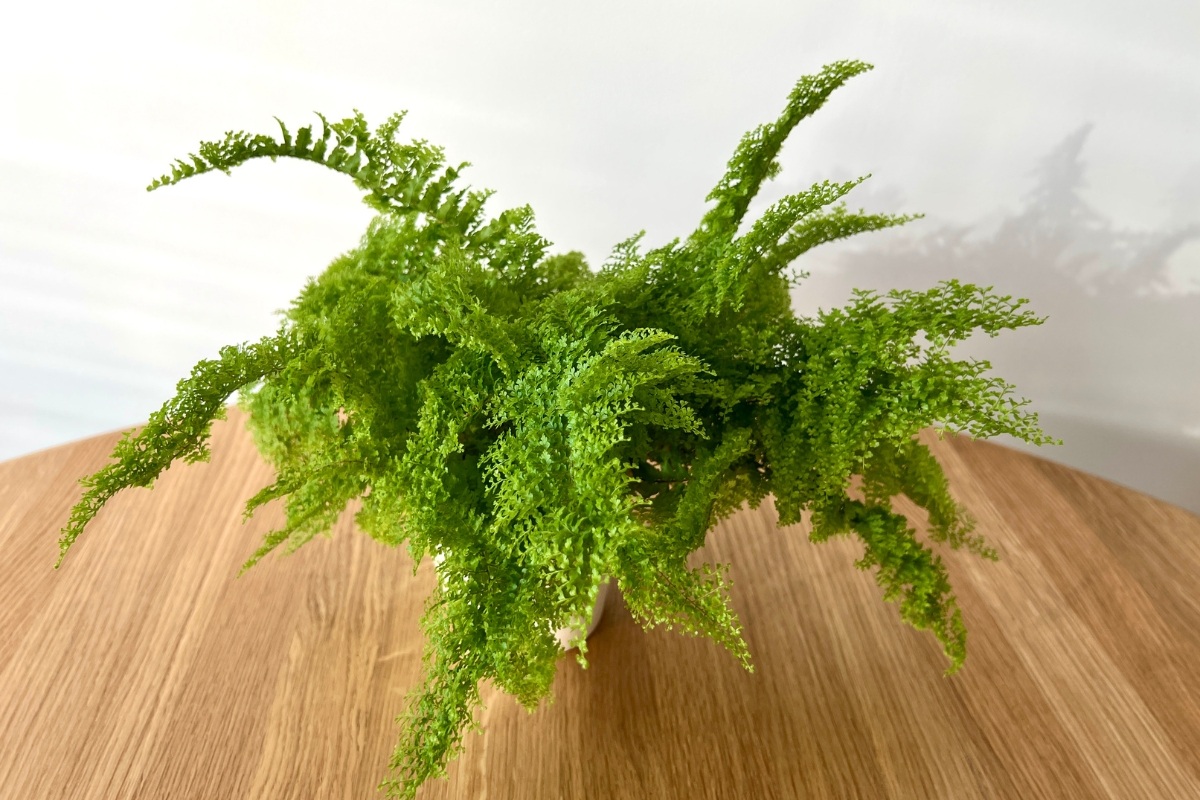 Paprotka w sypialni a mikroklimat