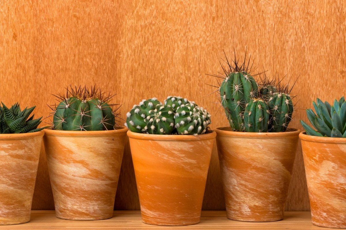 najlepsze rośliny sypialniane zamiast paprotki