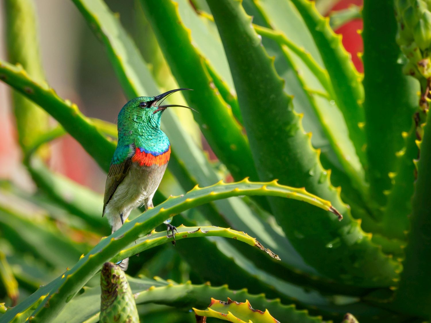 jak dbać o aloes