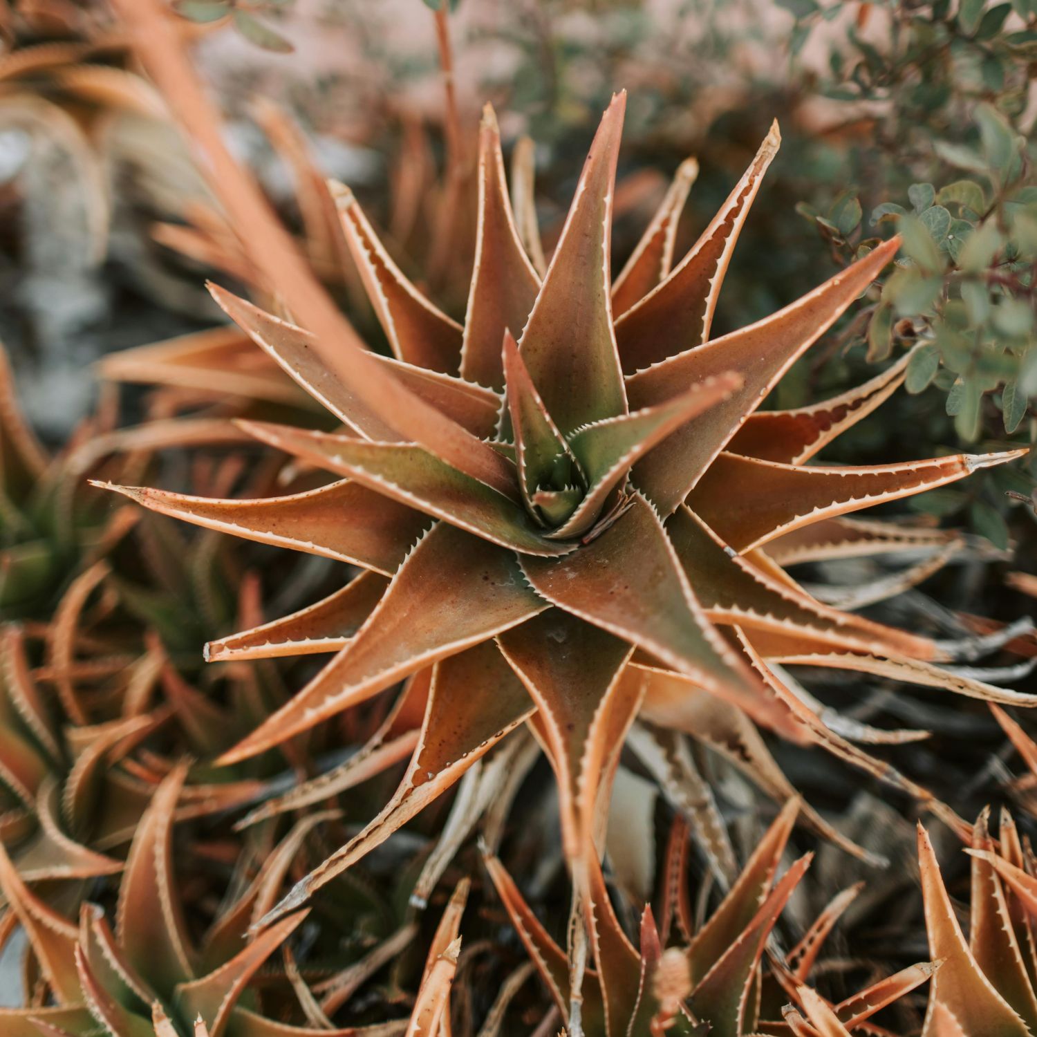 czy aloes lubi słońce