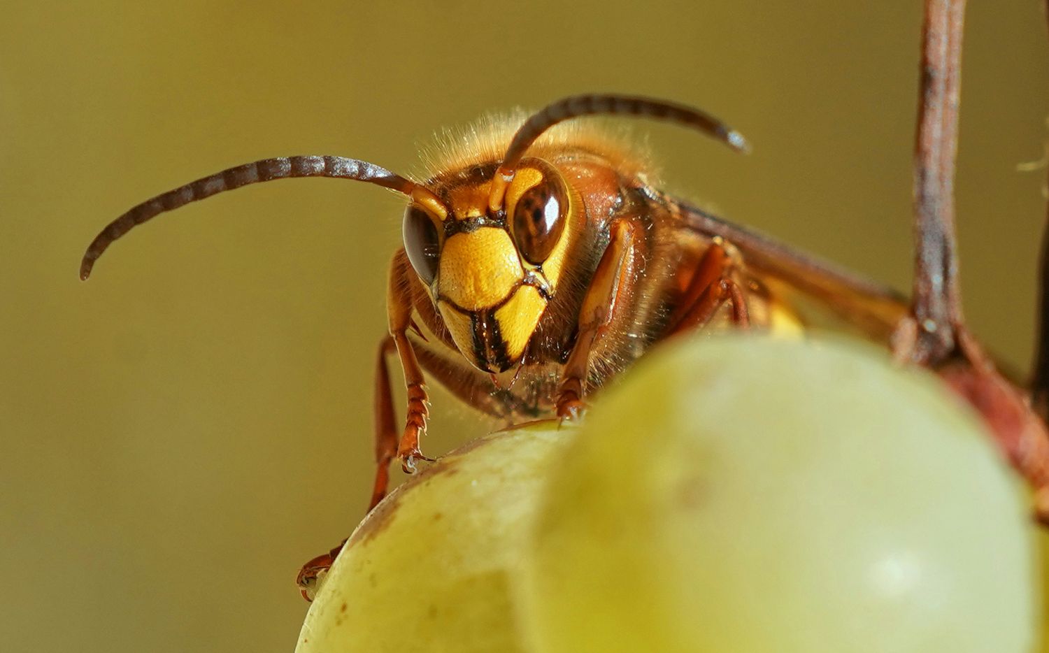 naturalny wróg szerszenia