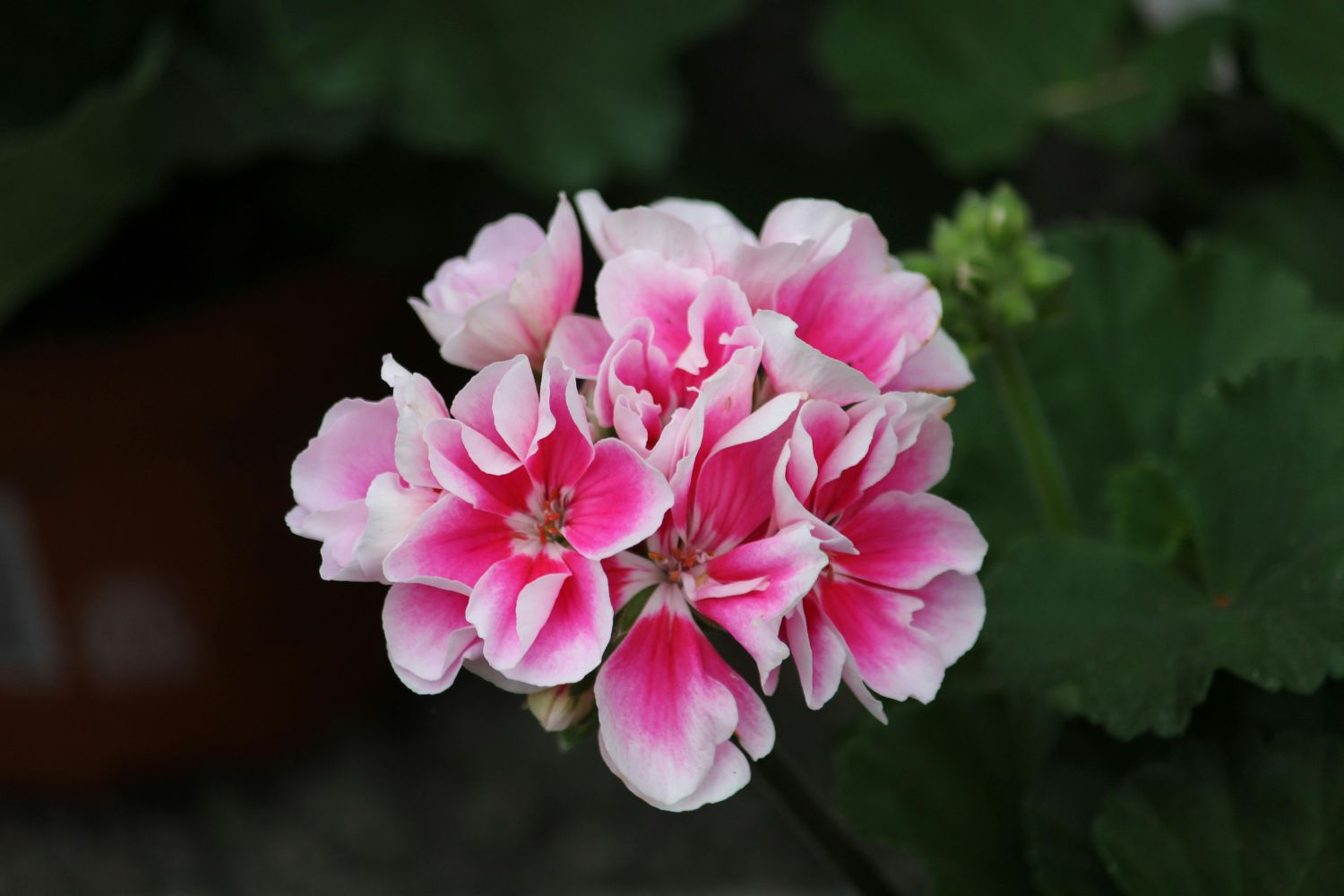 pelargonia angielska