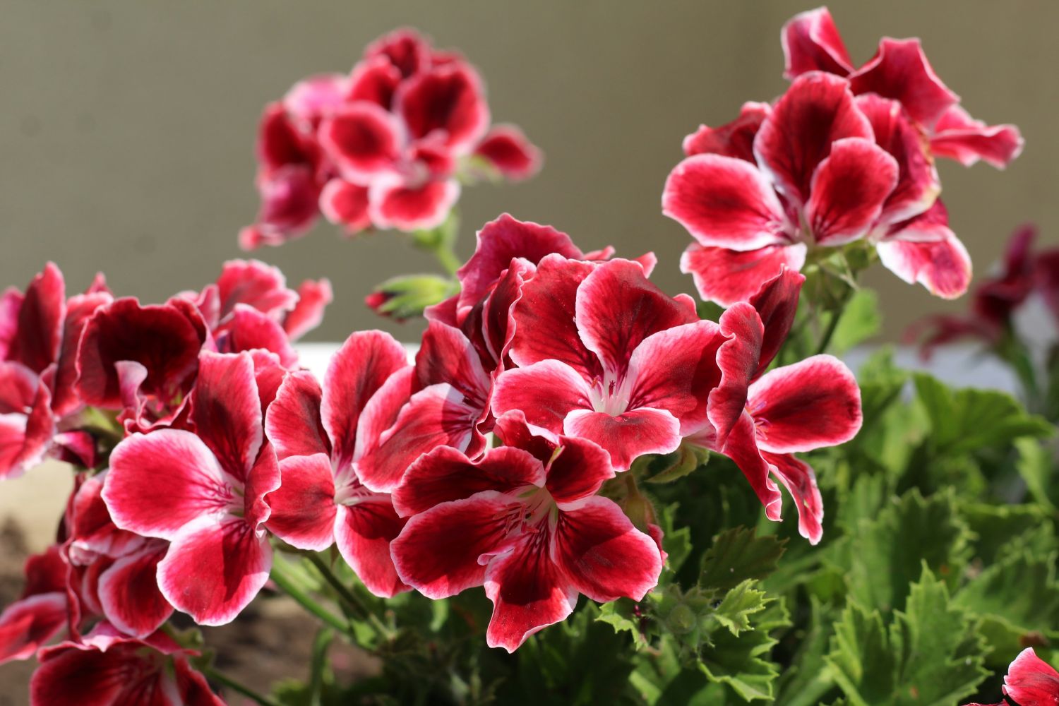 pelargonia angielska