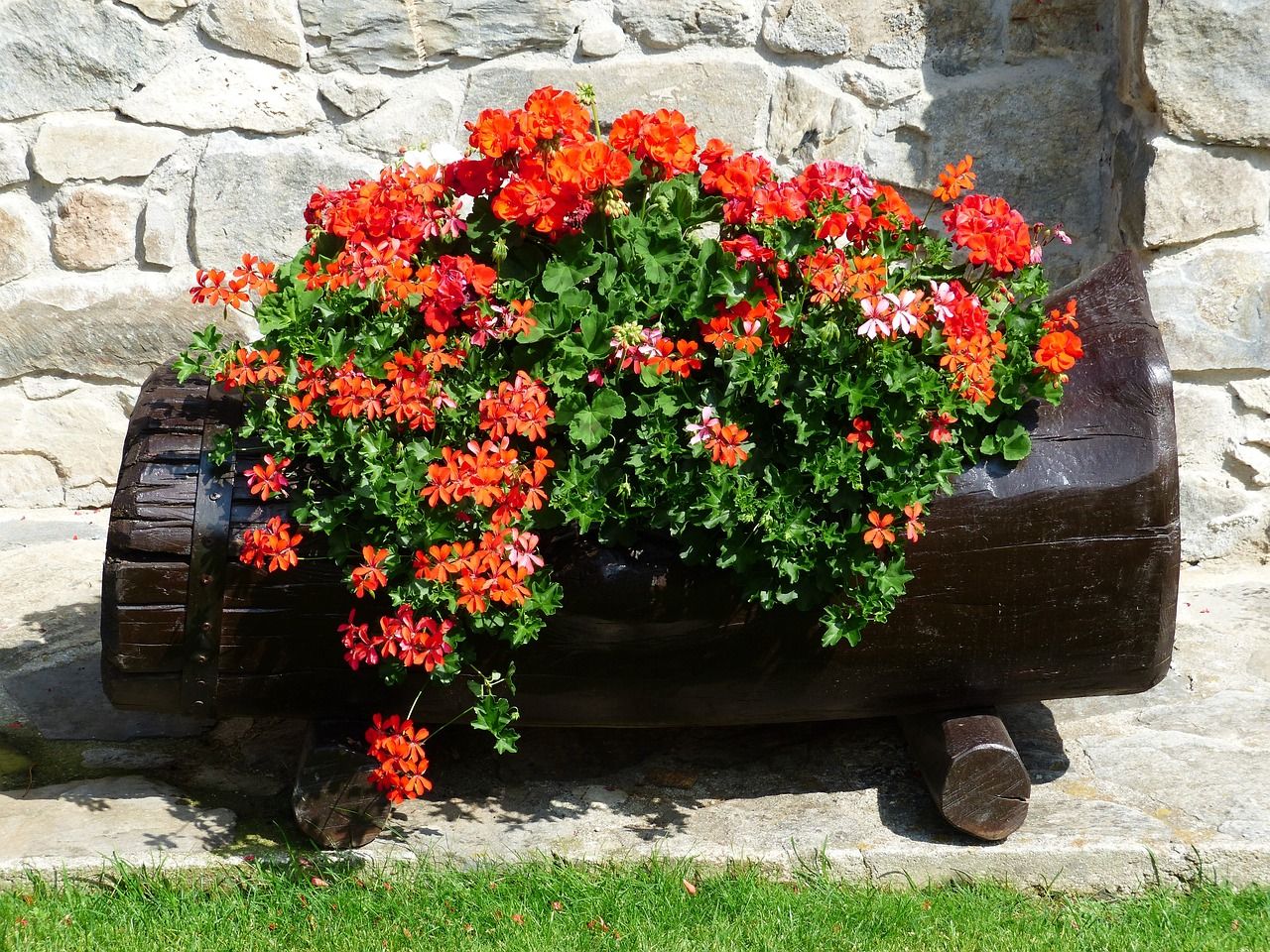 pelargonia angielska