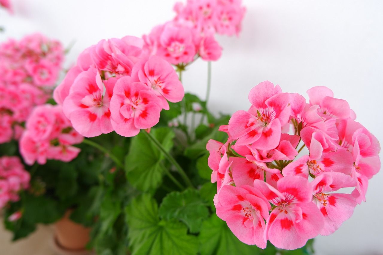 pelargonia angielska