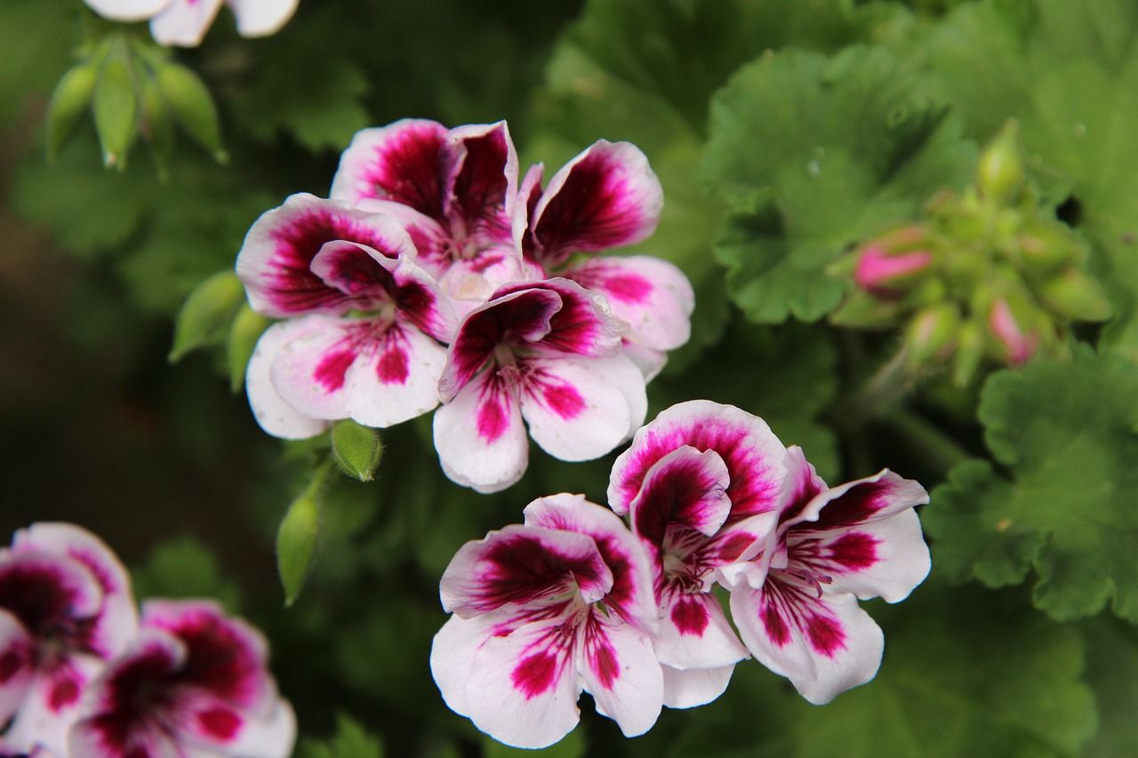 pelargonia angielska