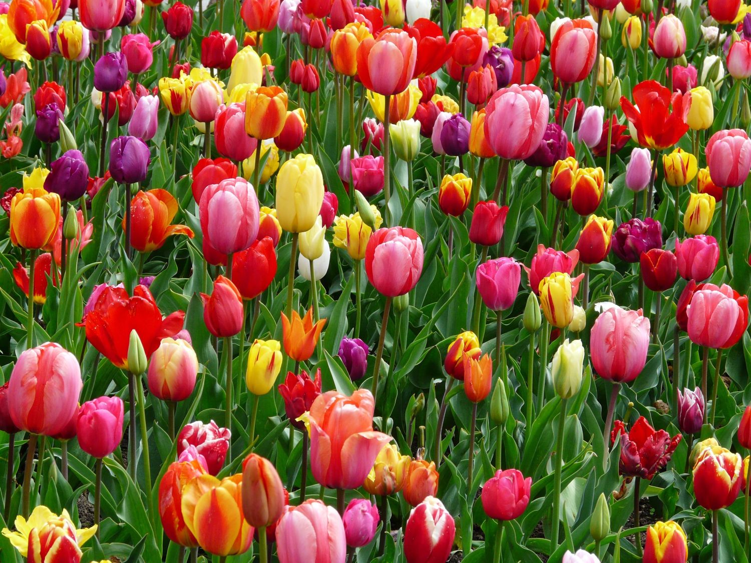 kiedy przesadzać tulipany