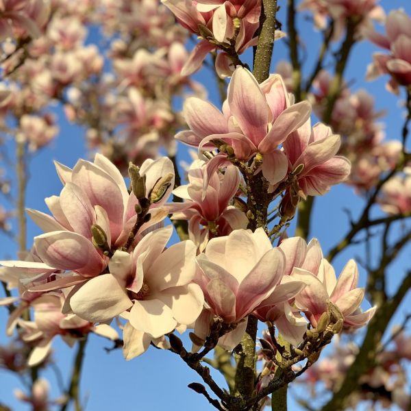 Czego nie lubi magnolia? Roślina nie jest tak kapryśna jak się wydaje